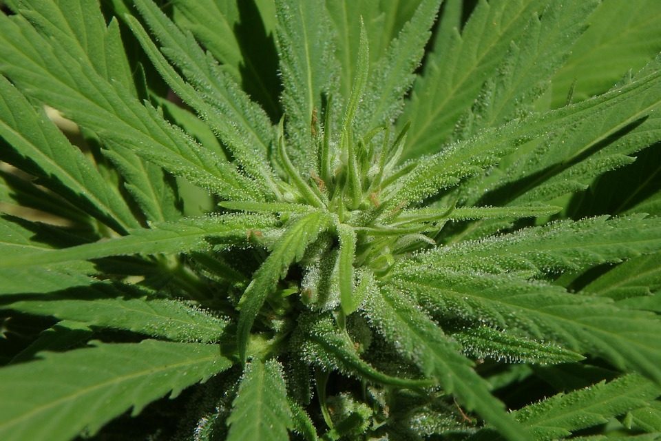 Is It True That Medical Marijuana Can Stunt Tumor Growth